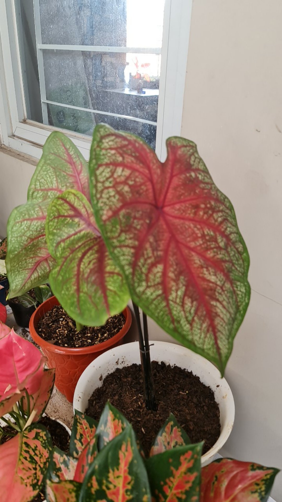 Caladium White Quen/bibit -keladi Langka