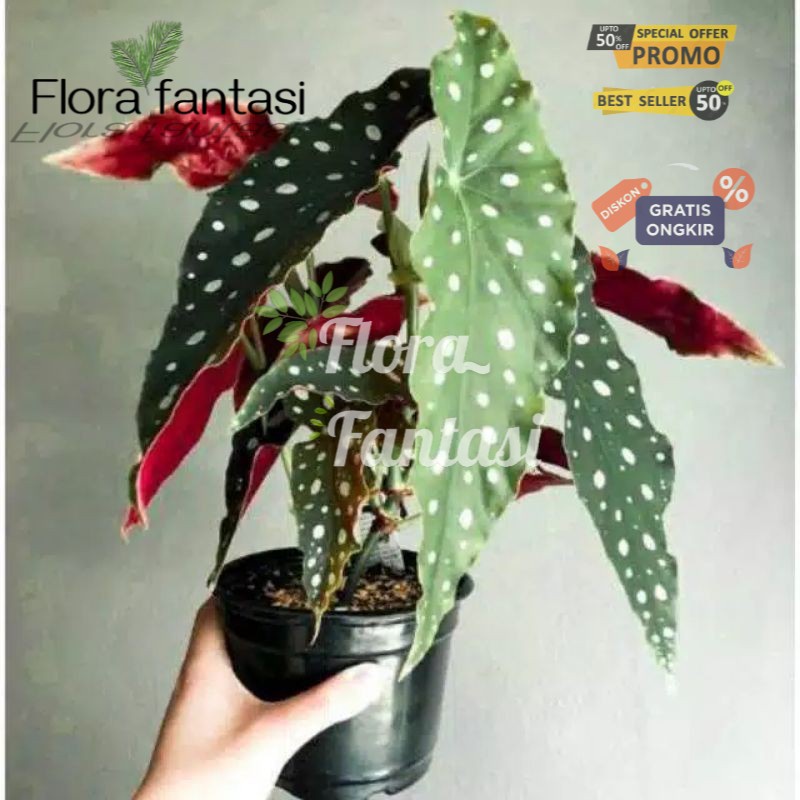 tanaman hias begonia polkadot angel wink (Tanaman hias hidup indoor murah besar dan rimbun--bunga hi