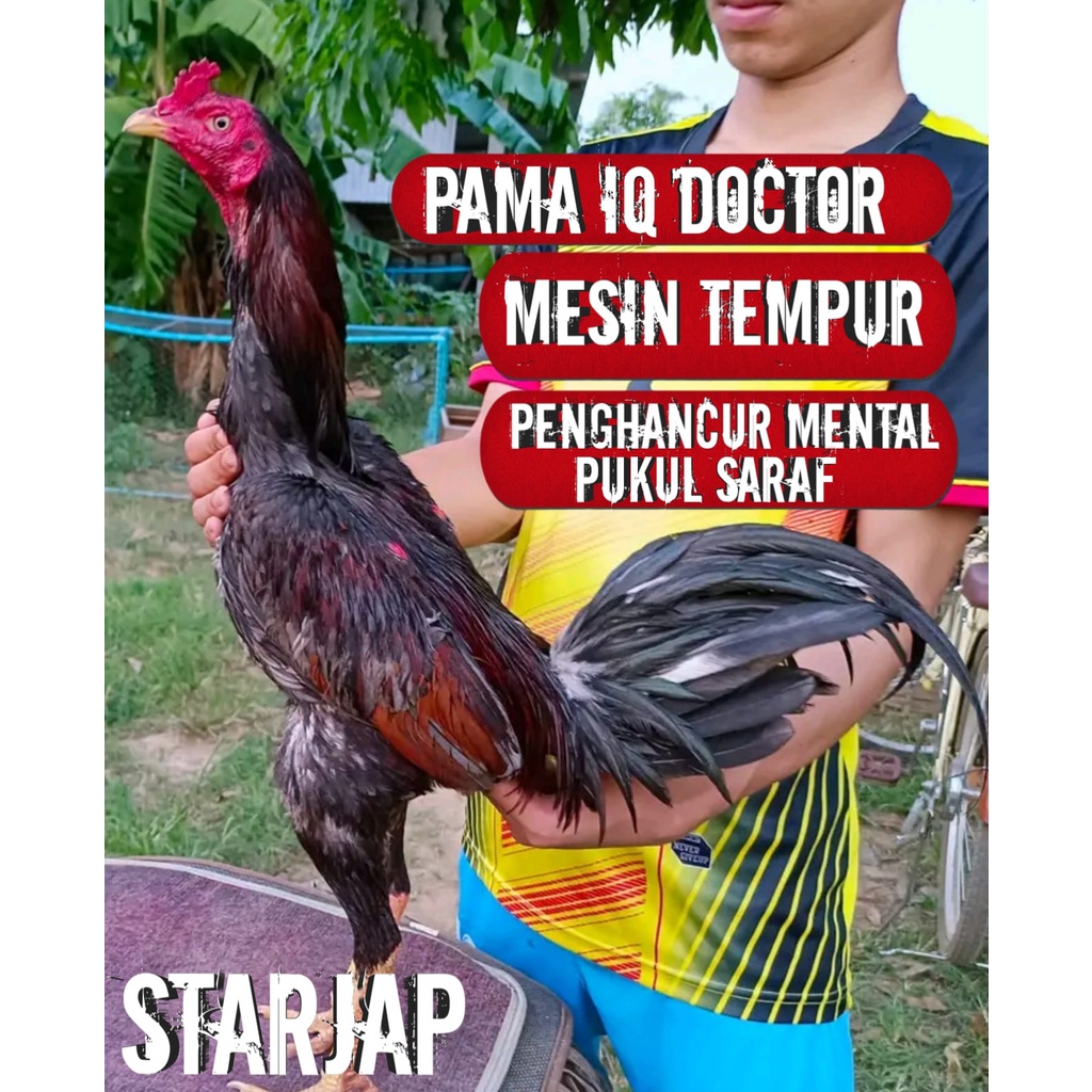 ayam bangkok impor thailand asli pama super penghancur mental atreet mranggal telur fertil siap kiri