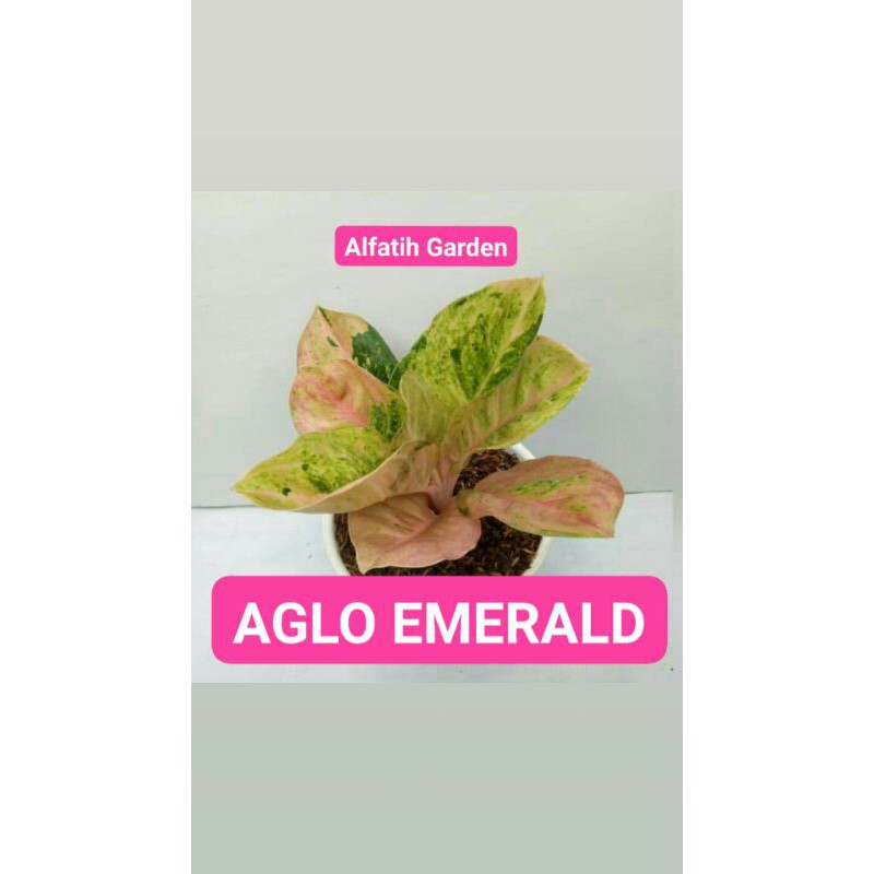 Bunga aglonema emerald-Aglonema emeralda-Tanaman hias aglonema emerald-Aglonema emerald-Emerald