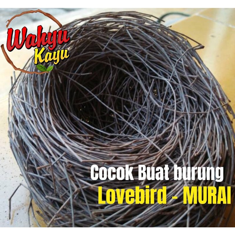 SARANG TERNAK DAUN POHON CEMARA LOVEBIRD MURAI