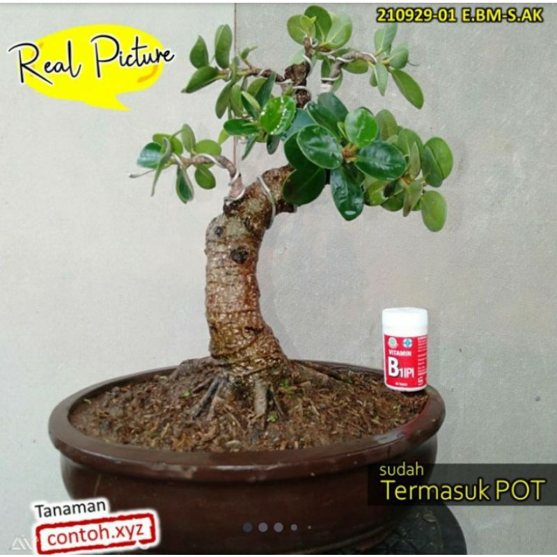 Bonsai Bahan/ Bakalan Beringin Dollar MANGKOK/ Bonsai Siap Pajang Beringin Dolar Mikro