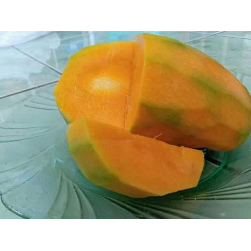 

bibit mangga gadung stek samcuk cepat berbuah