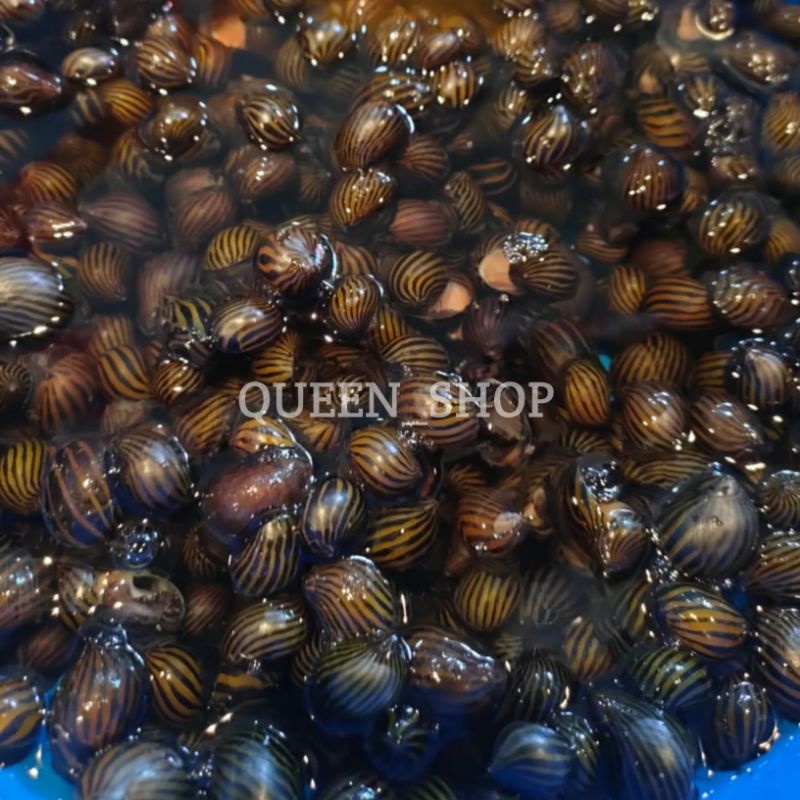 Keong Turbo Pembersih Aquascape Dan Aquarium