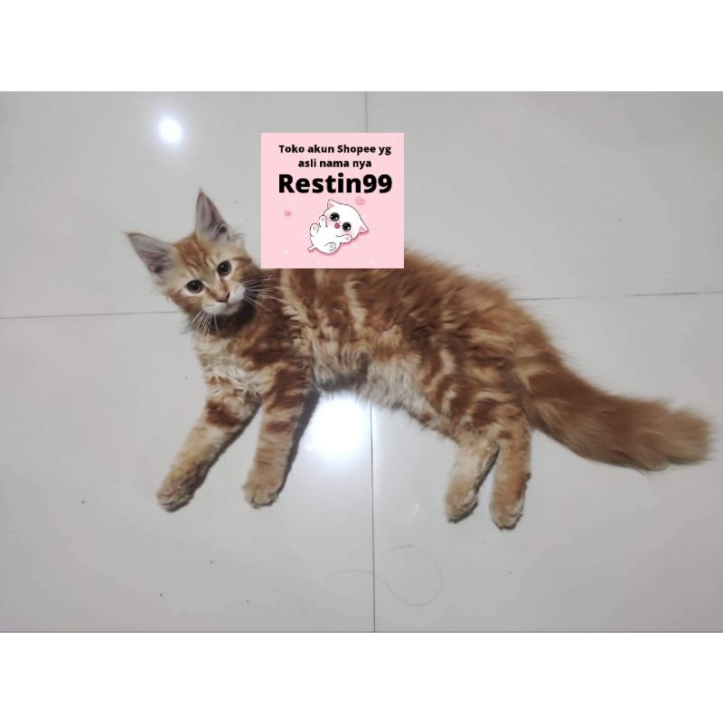 Mainecoon oren tabby non ped bola bulu panjang