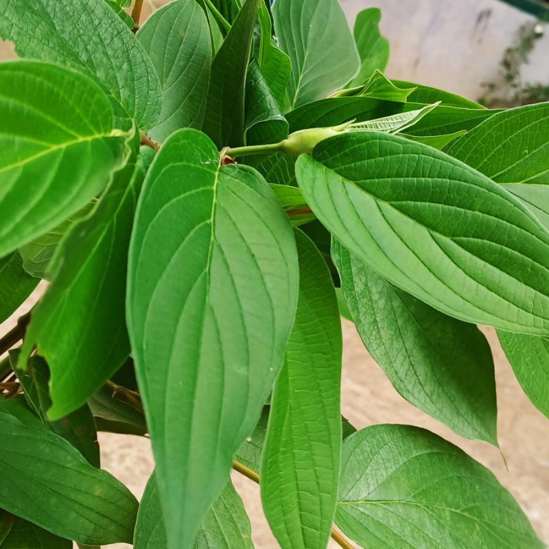 

Daun Sirih Hutan Segar