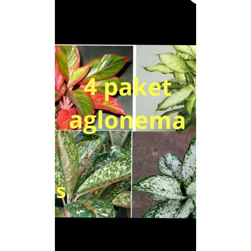 PROMO/ 4 paket aglonema Termurah-4 jenis aglonema termurah-Tanaman hias-Bunga aglonema paket 4 jenis