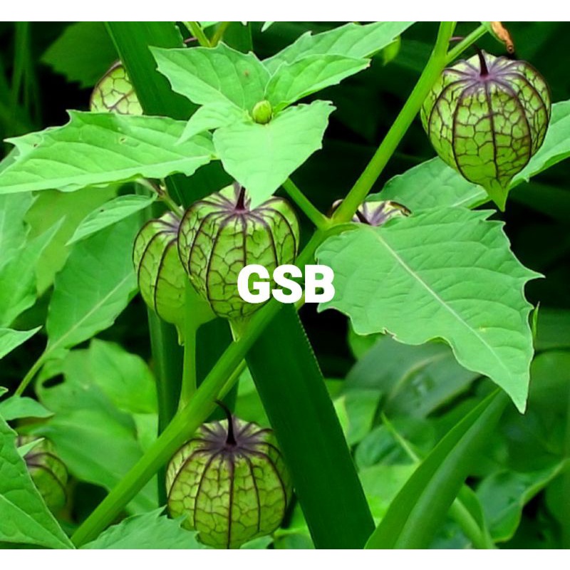 

Ciplukan segar / daun ciplukan segar 500 gram