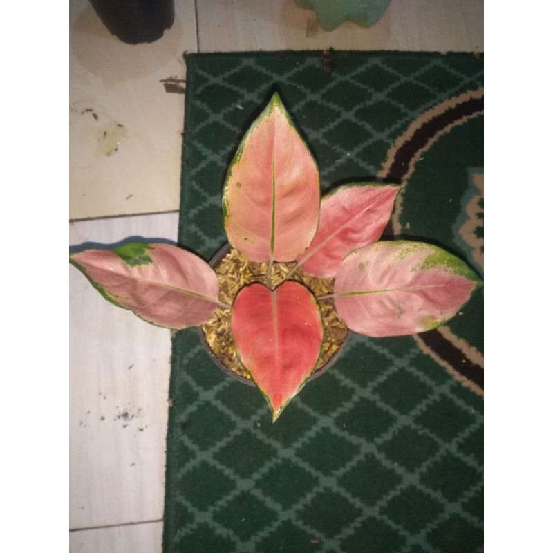 aglonema kocin monfori