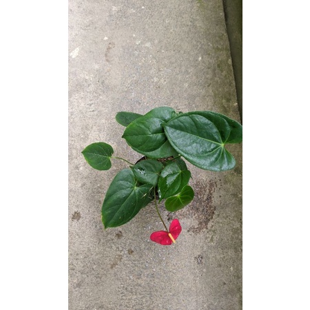 Anthurium Merah Mini - tanaman bunga anthurium MURAH