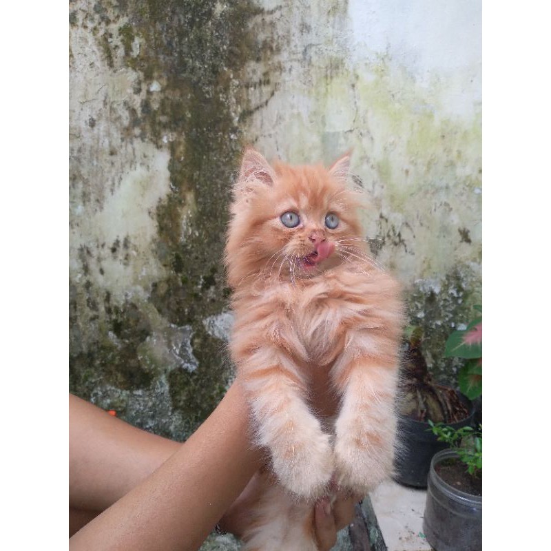 kitten persia flatnose