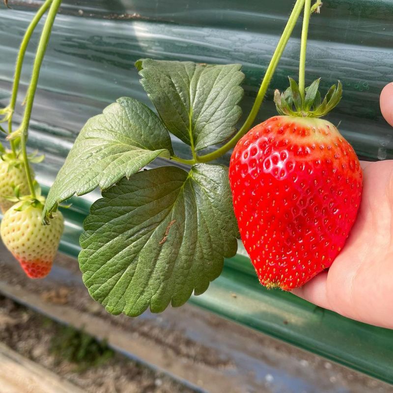 10 Biji - Benih Strawberry KINGS BERRY, Jenis Strawberry KOREA ukuran jumbo bisa dataran rendah hingga tinggi-3