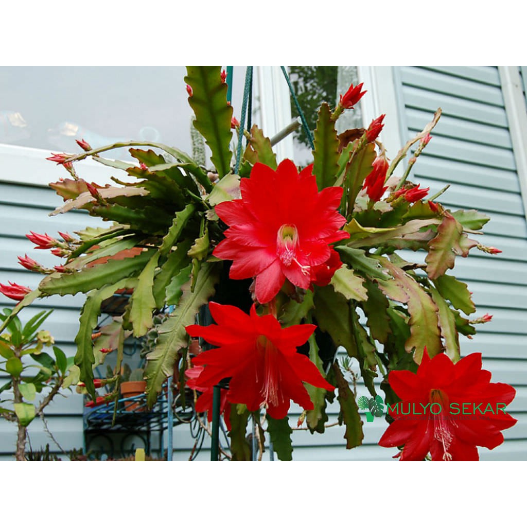 wijaya kusuma merah ackermannii Epiphyllum Orchid cactus bunga besar