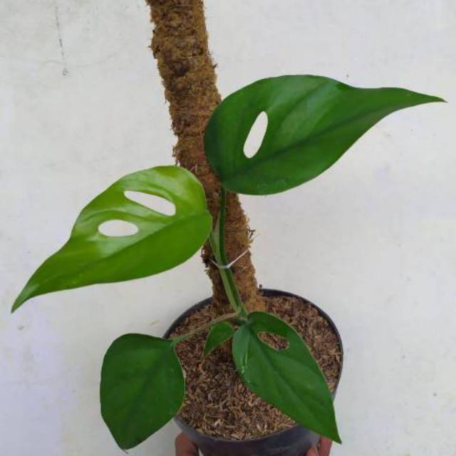 Tanaman hias monstera  rhaphidophora pertusa