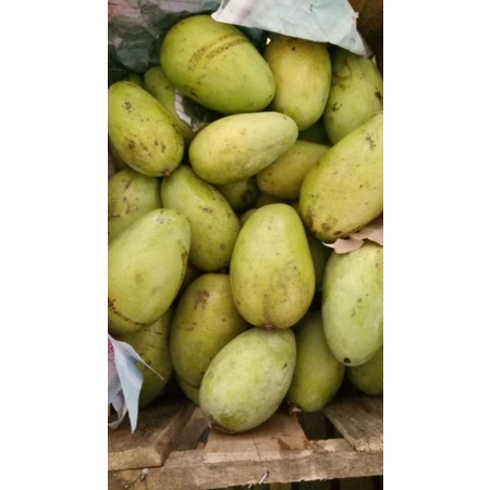 

mangga Indramayu super