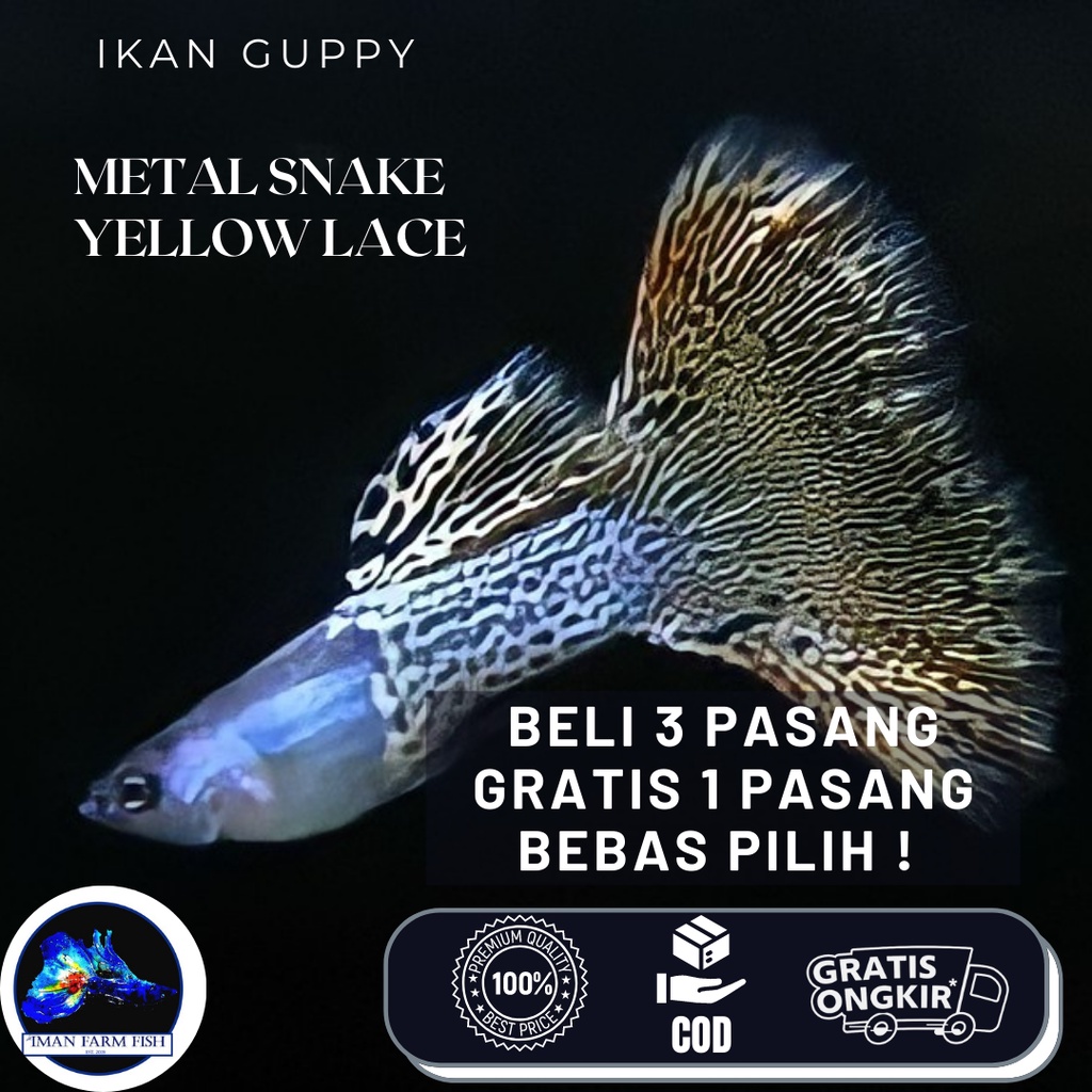 Guppy Metal Snake Skin Yellow Lace