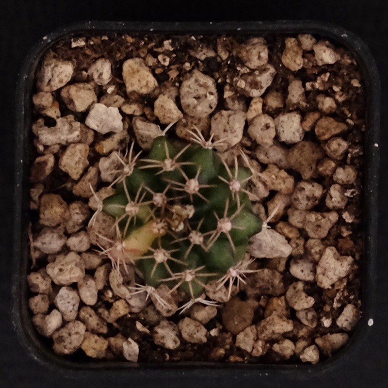 kaktus gymno gymnocalycium variegata Q