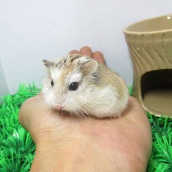 Hamster Mini Roborovski Jinak Imut Lucu MURAH