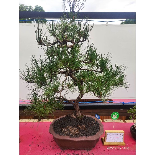 Japanese Black Pine