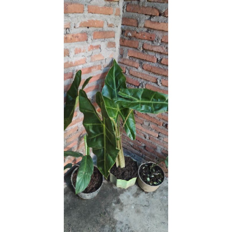 

Alocasia longiloba sp sulawesi