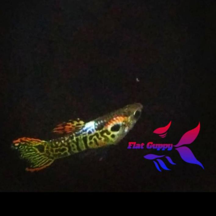 DFYღ Ikan Hias Ikan Guppy Mini Tiger Ikan Aquarium TOP PRODUK