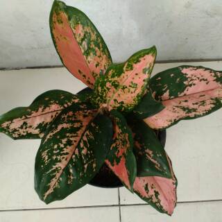 Tanaman hias indoor aglaonema  aglonema  suksom  jaipong 