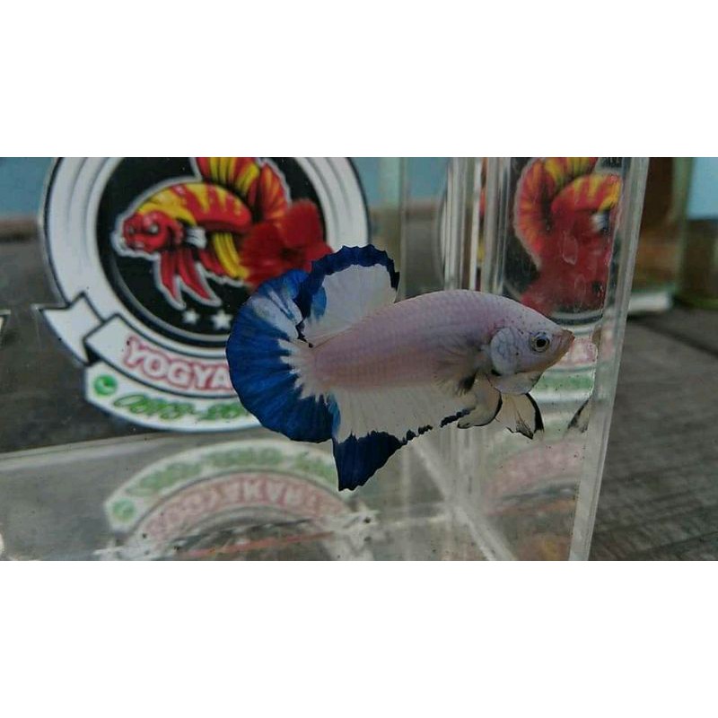 cupang blue rim