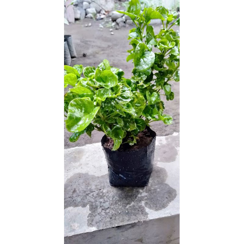 ✓COD  Bibit Bayam Brazil Organik ( Sayur Import)