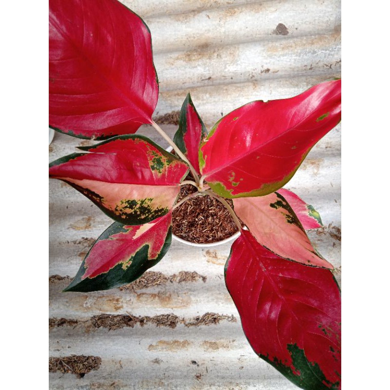 suksom belang / aglonema suksom bendera