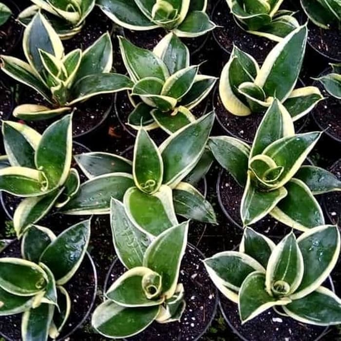 tanaman hias sansivera pagoda golden