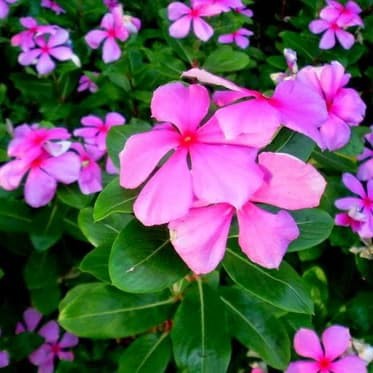 Benih Bibit Biji - Bunga Tapak Dara Pink Merah Muda (Catharanthus roseus) Flower Seeds