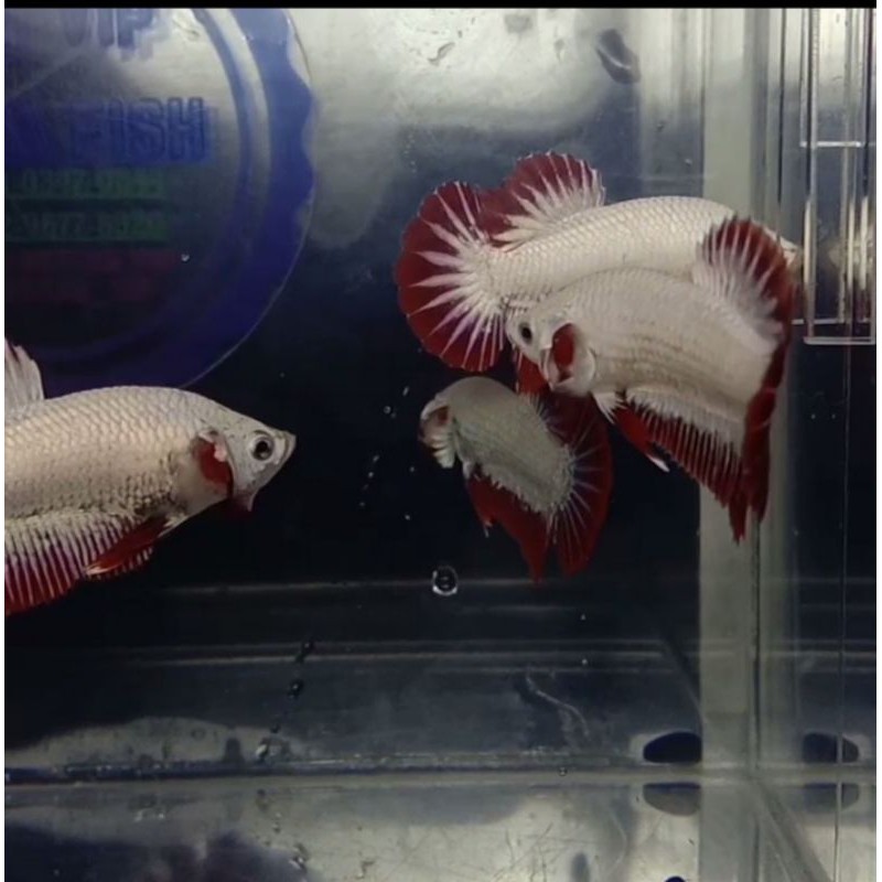 (Vitamin/Herbal) Ikan Cupang Red Rim/Red Dragon Snow