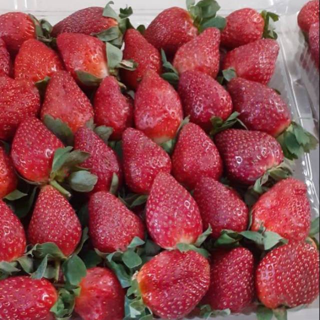 

Stawberry premium 1kg idr 90.000