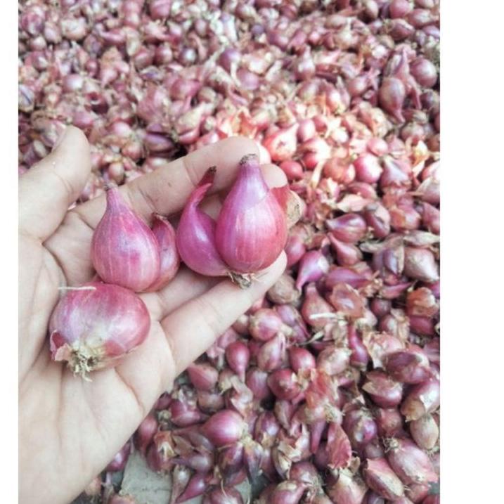 NEW !! 9.9 BAWANG MERAH BREBES KERING LANGSUNG PETANI [KODE 961]