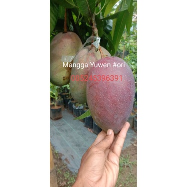 Bibit mangga Yuwen 6