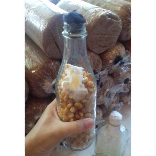 BIBIT F1 JAMUR TIRAM PUTIH HU