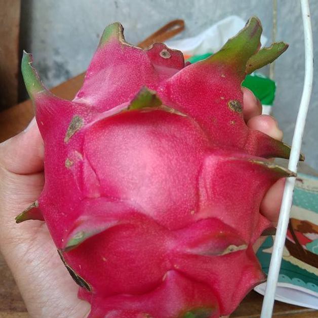 Paket 10 Bibit Buah Naga Merah Buah Besar H3I