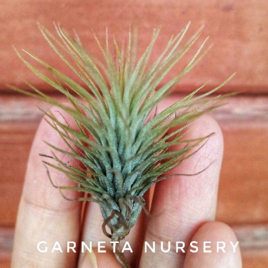 Tillandsia Funckiana tanaman udara airplant