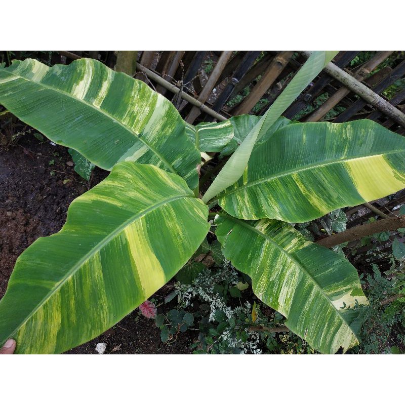 Pohon pisang varigata