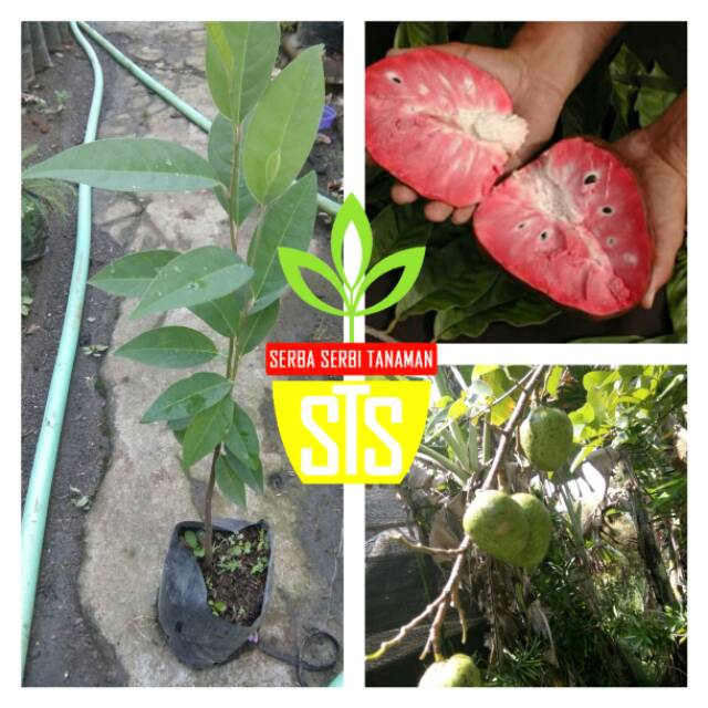 bibit sirsak merah