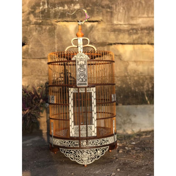 sangkar anis, anis merah