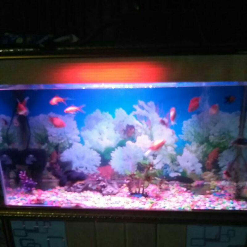 aquariumku mini