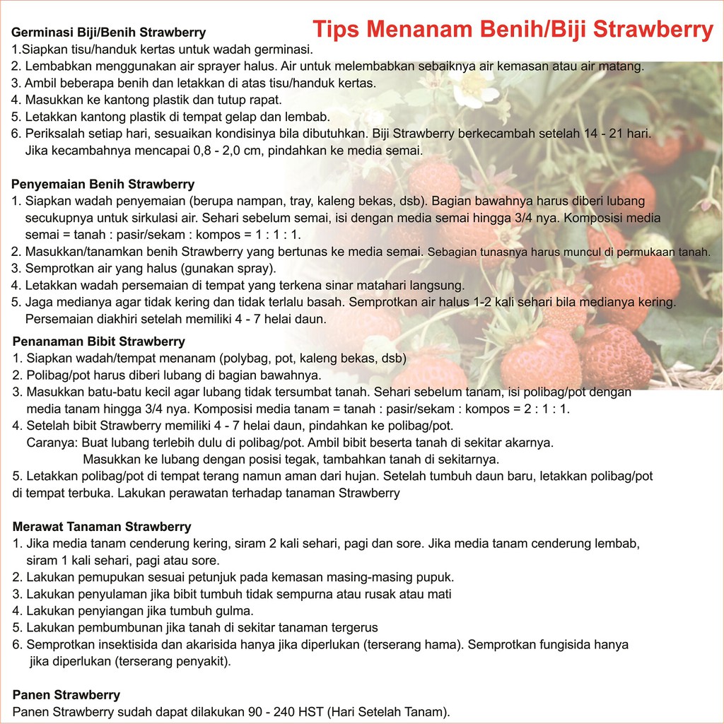 Benih Buah Strawberry Callifornia Bibit Buah Unggul