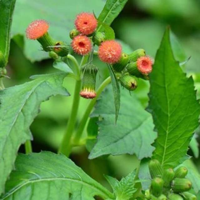 

Daun sintrong atau daun ezle atau sintrong segar 250g