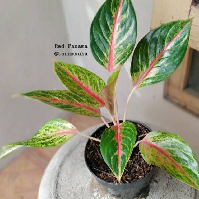 Aglonema red panama