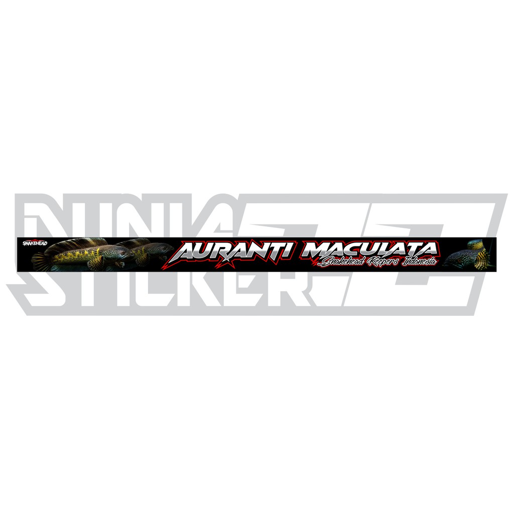 Stiker / Sticker List Aquarium | Channa Auranti Maculata / Snakehead Keeppers - Duniasticker22