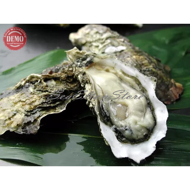 

Kerang Tiram Oyster Hidup Live Seafood Kerang Segar