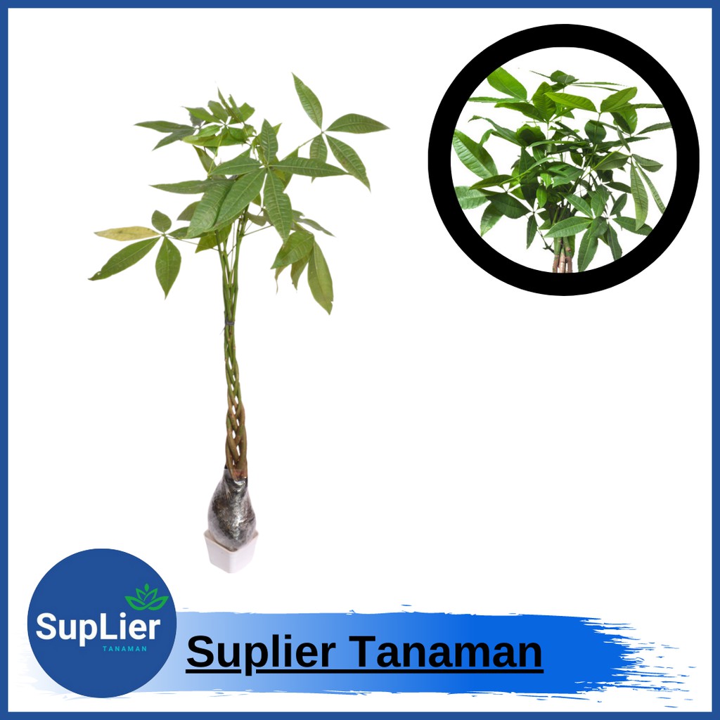 Tanaman Pachira (Pohon Uang)