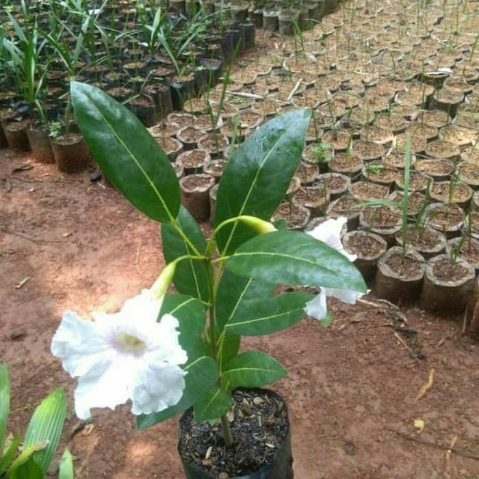 Tanaman Hias Tabebuya Bunga Putih - Bibit Pohon Tabebuya Putih