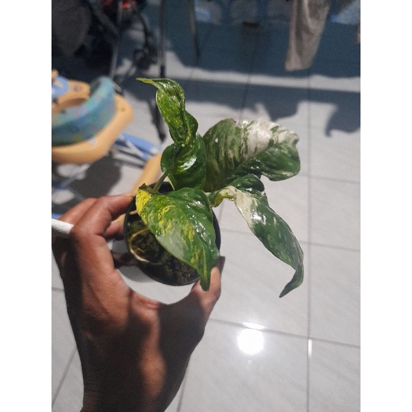 Rhapidopora puberula